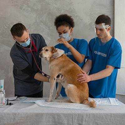 Curso de Auxiliar de Veterinário e Pet Shop